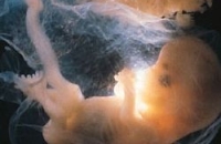 Опрос: эмбрион — тоже человек