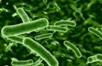Симбиотические бактерии помогают бороться с вирусами