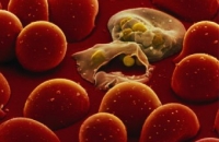 ВОЗ испугалась распространения лекарственно-устойчивой малярии