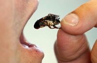 ООН делает ставку на насекомых в борьбе с мировым пищевым кризисом