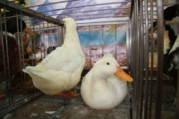 В Пхеньяне подтвердилась вспышка птичьего гриппа H5N1 В Пхеньяне подтвердилась вспышка птичьего гриппа H5N1