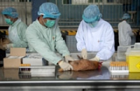 Россия запросила у Китая штамм вируса птичьего гриппа