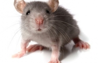 Ученые перепрограммировали нейроны в головном мозге живых мышей