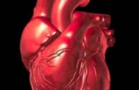 Возрастное снижение уровня тестостерона повышает риск заболеваний сердца
