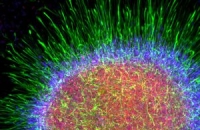 Стволовые клетки для лечения лейкозов можно производить в лаборатории