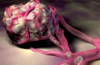 Строение клеточки подсказало, где у рака может быть слабое место