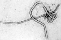 Установлен механизм действия вакцины от лихорадки Эбола