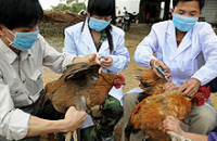 Опасаясь масштабной эпидемии гриппа, в Китае запретили гонять птиц