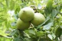 Орехи защитят от рака легких Орехи защитят от рака легких