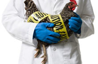 Южноуральский Россельхознадзор предупредил о появлении птичьего гриппа