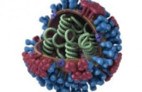 ВОЗ опровергла сообщения о завышенной опасности нового штамма птичьего гриппа