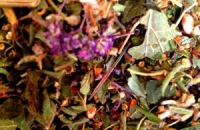 На Алтае начали создание экологически чистого чая из лекарственных трав