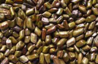 Семена кассии — универсальное средство, улучшающее зрение, заявляют эксперты