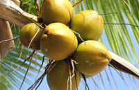Защиту зубов от кариеса возьмет на себя измененное кокосовое масло