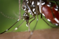 В Греции скончался 3-ий больной, заразившийся вирусом Западного Нила, разносимого комарами