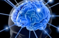 Мозг контролирует иммунную реакцию организма