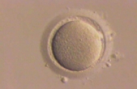 Яичники продолжают производить яйцеклетки во взрослом возрасте?