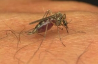 Новый «комариный» вирус во Франции.