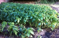 Исследования: ученые говорят, что капуста брокколи, обогащённая селеном, обладает антираковыми свойствами