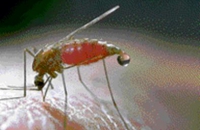 Создан генномодифицированный грибок для борьбы с малярией