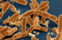 Обнаружены кишечные бактерии, которые способны защитить от пищевой аллергии