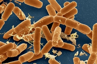 Обнаружены кишечные бактерии, которые способны защитить от пищевой аллергии