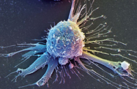 В Регистре «Росплазмы» — 7573 возможных донора гемопоэтических стволовых клеток