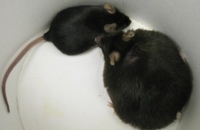 Генномодифицированные мыши доказали существование нового «гена ожирения»