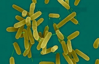 В Стране восходящего солнца зарегистрирован первый случай заражения новой устойчивой к воздействию антибиотиков бактерией