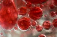 Госдума большинством голосов одобрила новый базисный закон «О донорстве крови и ее компонентов»