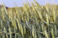 Пшеницу в диете лучше заменить другими злаками