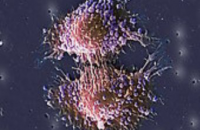 Отысканный на поверхности раковых клеток белок помог доставить лекарство в опухоль