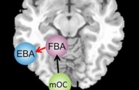 В головном мозге больных анорексией нашли «ошибку связи»