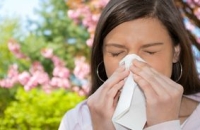 Какие напитки могут облегчить симптомы аллергии на пыльцу растений