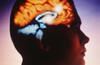 Эстроген восстанавливает мозг после травмы