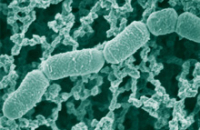 Низкокалорийный рацион помогает полезным бактериям, живущим в теле