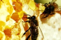 Применение пчелиного яда в косметологии от предотвращения старения кожи