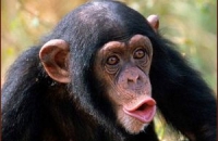 Ученые состарили «обезьяний ВИЧ» на 100 тысяч лет