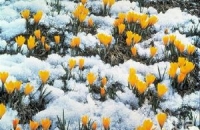 Оставшиеся месяцы весны в России будут теплее нормы