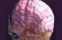 Наноэлектроды — новое слово в лечении эпилепсии