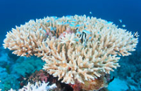 Коралловые рифы помогают исцелить больные кости