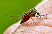 Отсутствие денежных вливаний в программы защиты от малярии ставят под удар весь мир