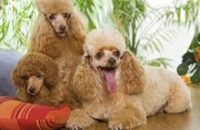 Гипоаллергенные породы собак — всего лишь миф, доказали ученые