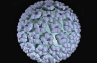 Половина мужчин в мире заражена папилломавирусом