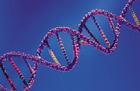 Мусорная ДНК сделала человека умнее
