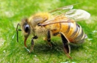 Пчелиный яд уничтожает вирус СПИД