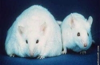 Новая вакцина от ожирения успешно испытана на мышах