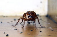 Власти Неаполя боятся эпидемий, вызванных нашествием огромных тараканов