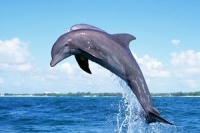 Дельфины открывают тайны, которые помогают в лечении людей
