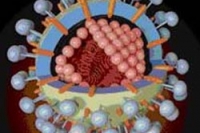 Летучие мыши распространяют опасный вирус: уже есть жертвы Летучие мыши распространяют опасный вирус: уже есть жертвы